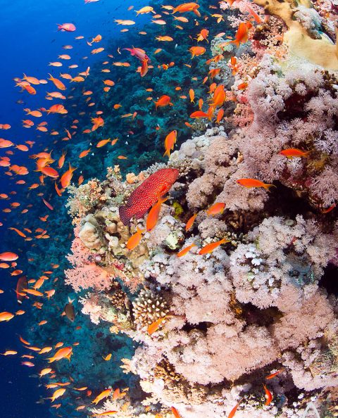 Reef Scapes