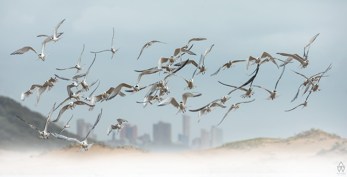 City Terns