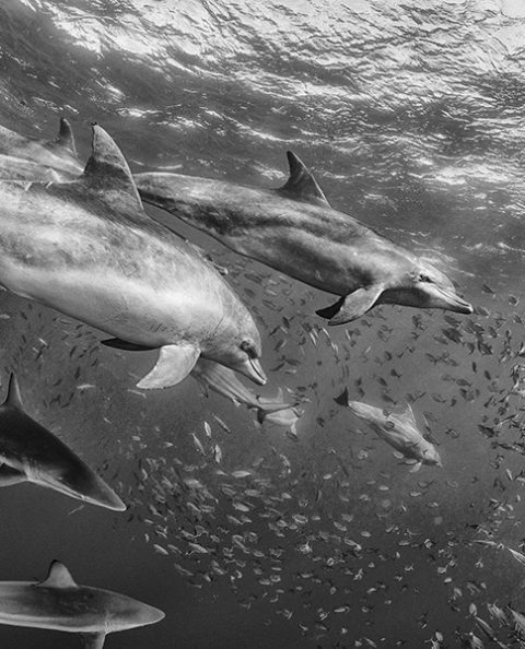 Sardine Run Black & White Images