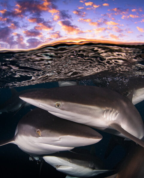 Ocean Adventure Prints